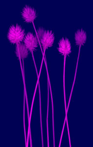 purple flowers